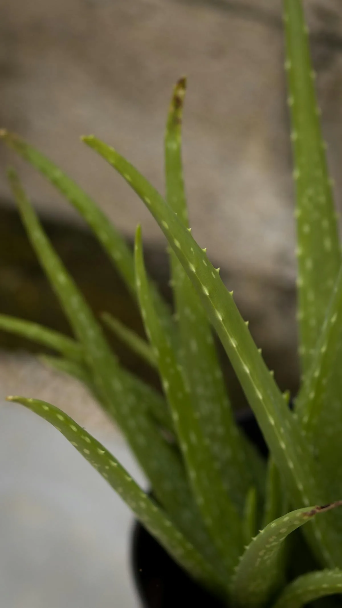Feuilles charnues d'aloe vera — la plante source du gel apaisant
