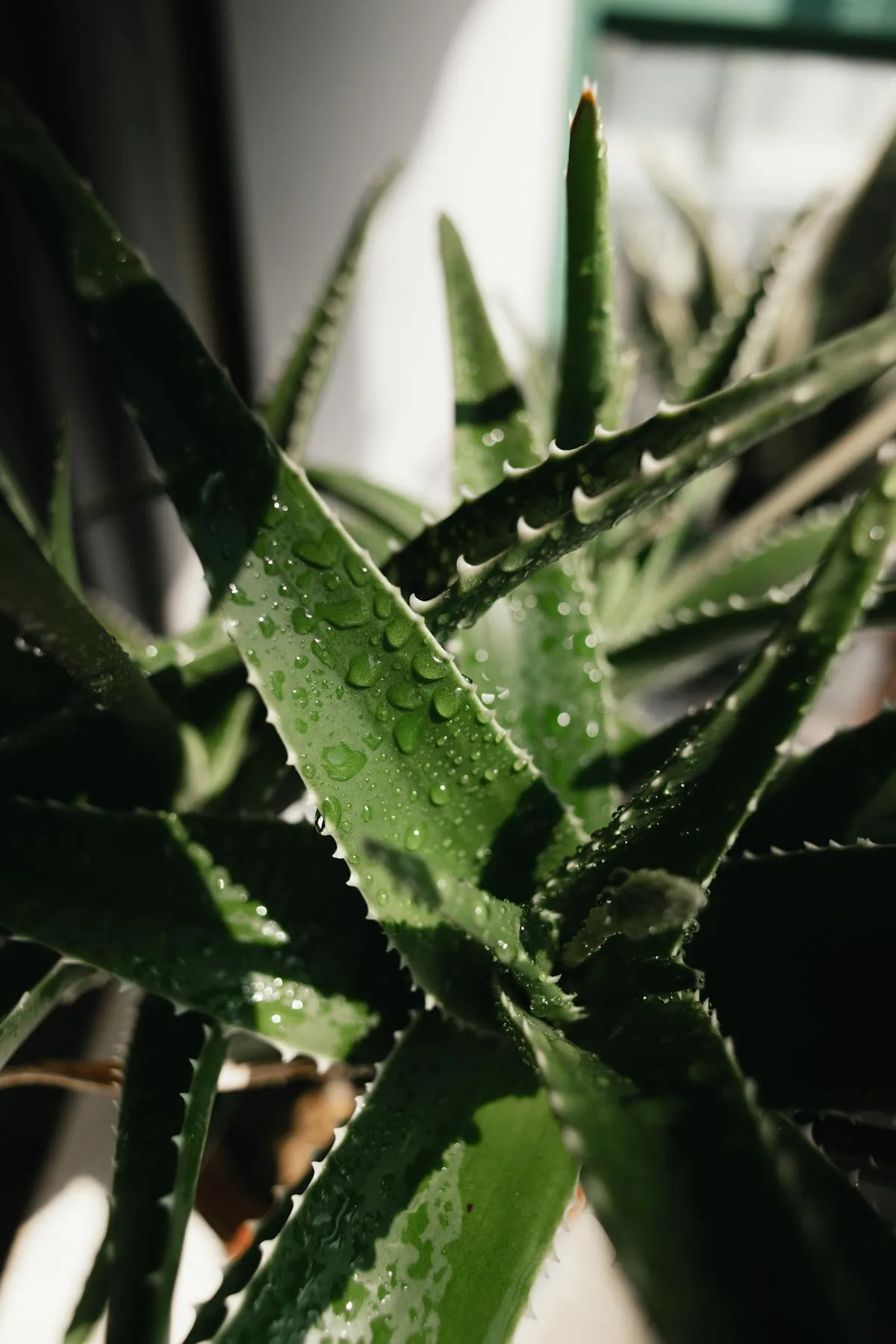 Feuilles d'aloe vera couvertes de gouttes d'eau — pouvoir hydratant de la plante